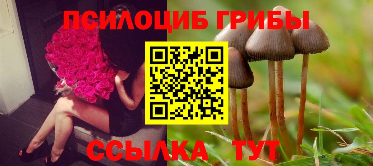 Ачхой-Мартан  Галлюциногенные грибы Psilocybe  Вход с VPN 
